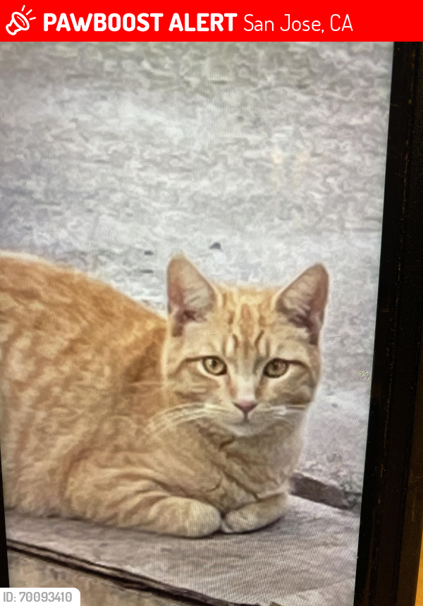 Lost Male Cat last seen Hopkins Dr and Simon Ave ,Sullivan Ave, San Jose, CA 95122
