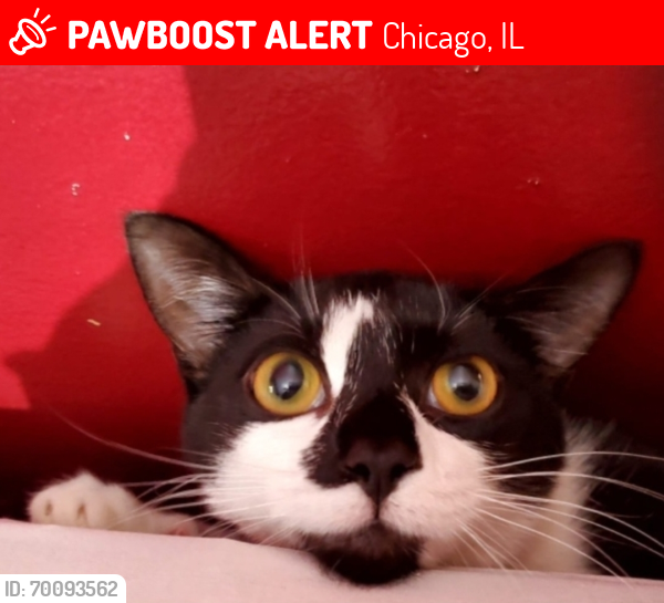 Lost Female Cat last seen Near S California Ave, Chicago, IL 60629