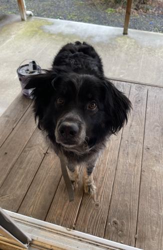 Lost Female Dog last seen MiddleFork Rd, Onalaska, WA 98570
