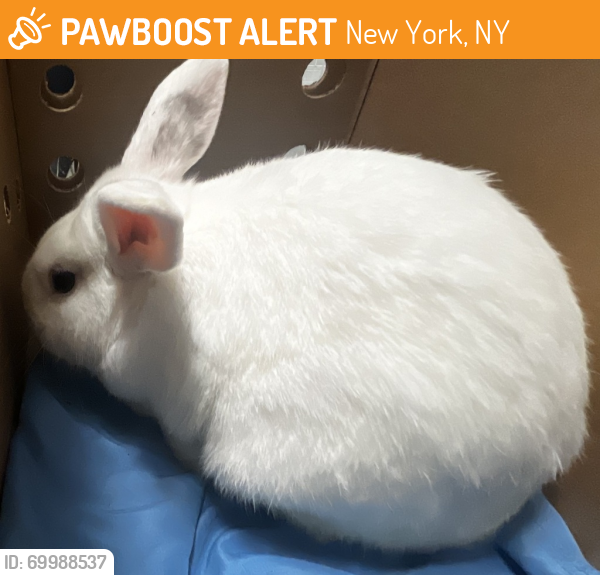 Shelter Stray Male Rabbit last seen Hillside Avenue, QUEENS VILLAGE, NY, 11427, New York, NY 11208