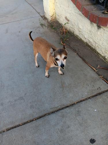 Lost Male Dog last seen Slouson ave, Huntington Park, CA 90255