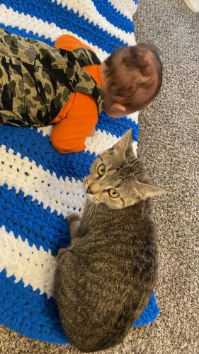 Lost Female Cat last seen Little Paw paw lake and Jonson road, Coloma charter Township, MI 49038