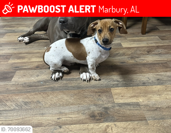 Lost Male Dog last seen He ran into the woods with my other dogs. My other dogs came back but he didn’t. , Marbury, AL 36051