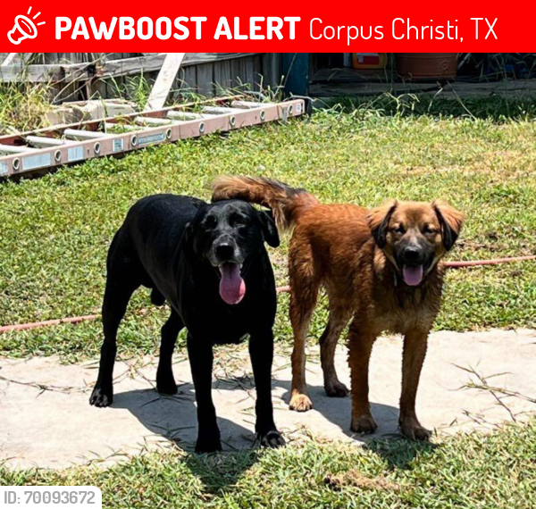 Lost Male Dog last seen Everhart, Corpus Christi, TX 78413