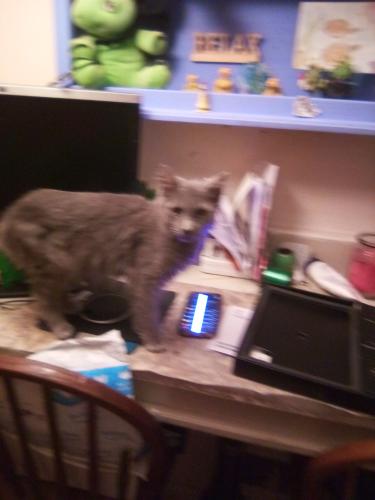 Lost Male Cat last seen Wynbrook rd ,eastdale rd Baltimore md, Baltimore, MD 21224