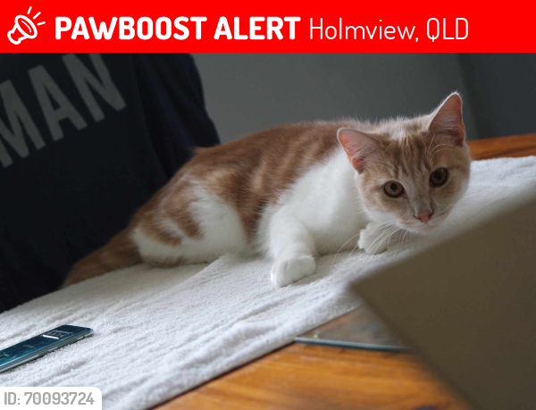 Lost Male Cat last seen Goundry drive, Holmview, Holmview, QLD 4207