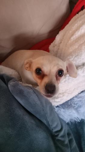 Lost Female Dog last seen At a hse, San Jose, CA 95132