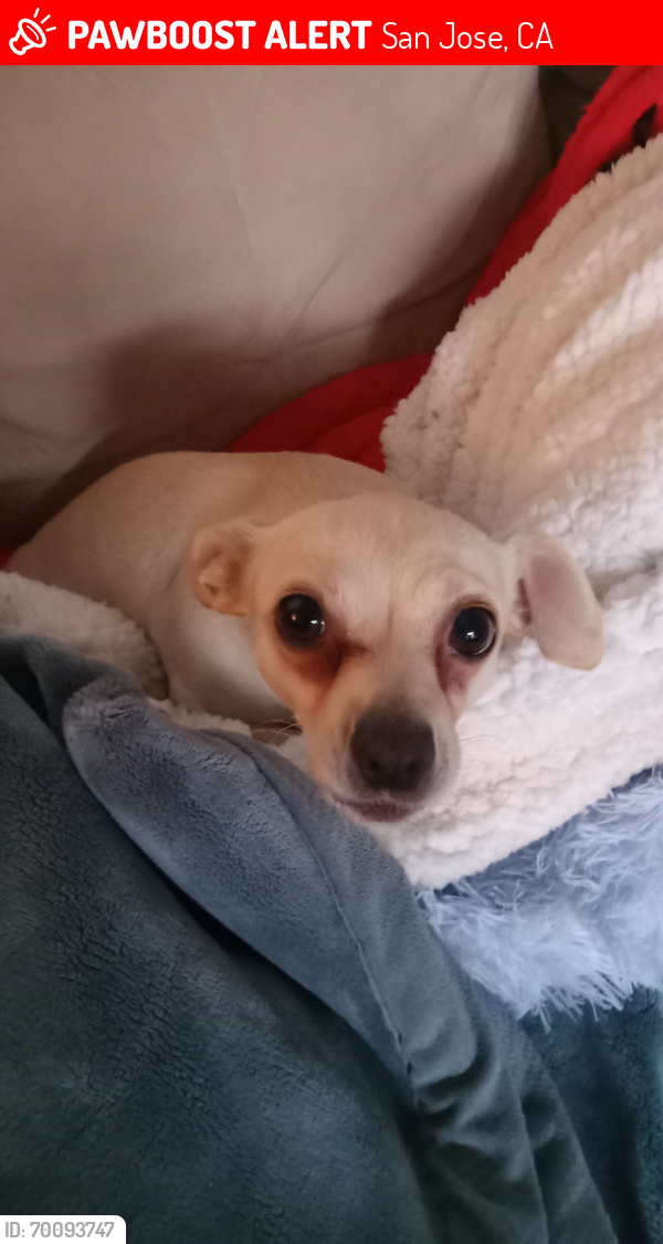 Lost Female Dog last seen At a hse, San Jose, CA 95132