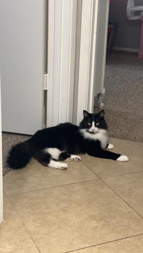 Lost Male Cat last seen Crismon and southern Ave(coyote landing) , Mesa, AZ 85208