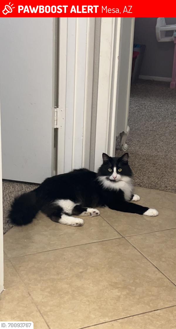 Lost Male Cat last seen Crismon and southern Ave(coyote landing) , Mesa, AZ 85208