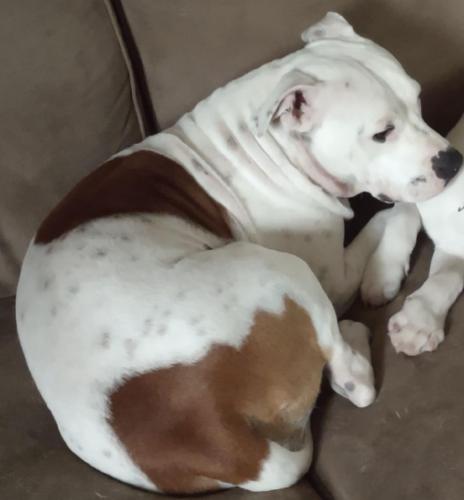 Lost Female Dog last seen Allen drive and Willis Martin rd Cookeville 38501, Cookeville, TN 38501