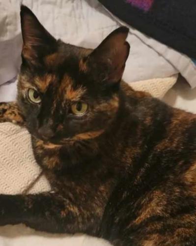 Lost Female Cat last seen Poplar Springs Rd Gainesville Ga, Hall County, GA 30507