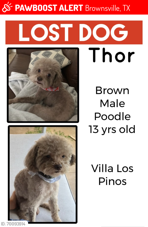 Lost Male Dog last seen Villa los pinos, Brownsville, TX 78520