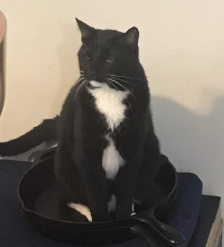 Lost Female Cat last seen Greenleaf and Clark st, Rogers Park, Chicago, IL 60626