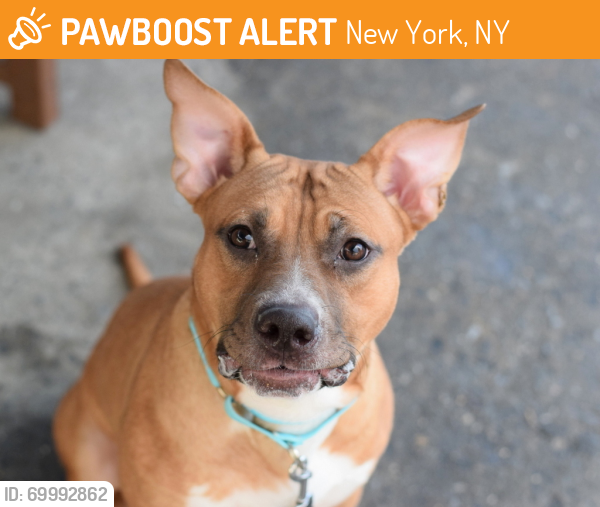Shelter Stray Male Dog last seen Near Beach Street, BROOKLYN, NY, 11224, New York, NY 11208