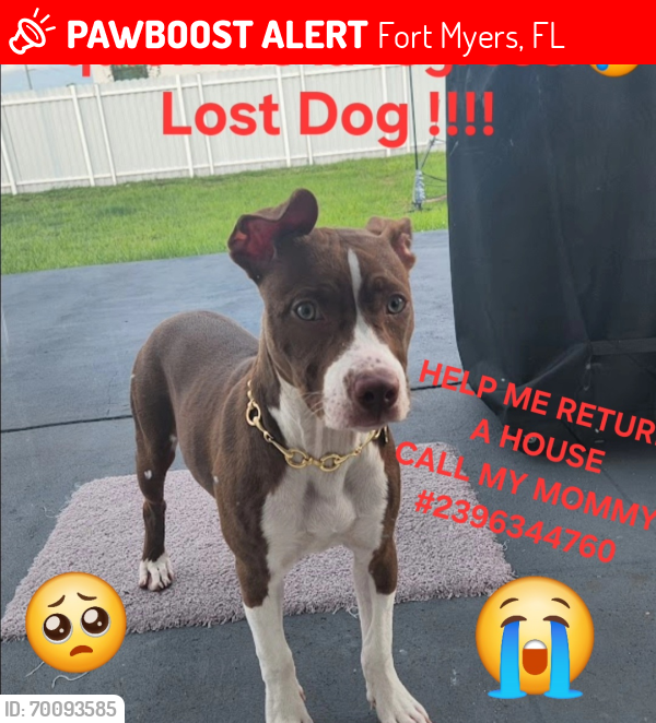 Lost Female Dog last seen Michigan Ave ballards Diego St , Fort Myers, FL 33916