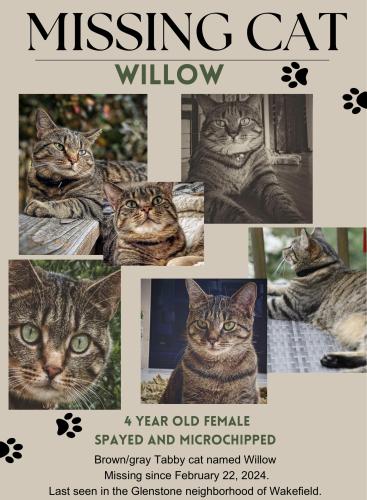 Lost Female Cat last seen Beauvoir street , Raleigh, NC 27614
