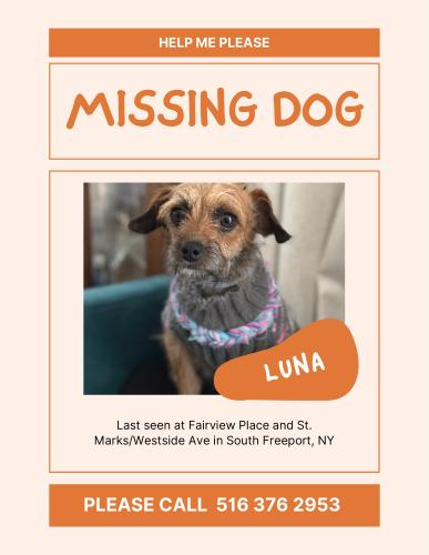Lost Female Dog last seen Fairview Pl & St. Marks Ave, Freeport, NY 11520