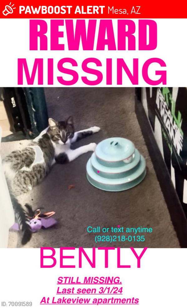 Lost Male Cat last seen Superstition springs blvd & s power rd, Mesa, AZ 85206