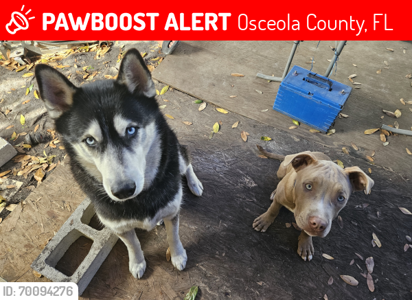 Lost Male Dog last seen Donegan , Osceola County, FL 34744