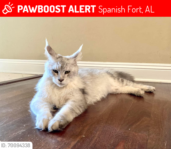 Lost Male Cat last seen Timbercreek neighborhood , Spanish Fort, AL 36527