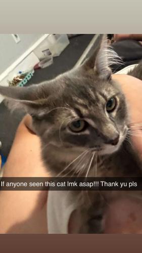 Lost Male Cat last seen Baldwin st, Waterbury, CT 06706