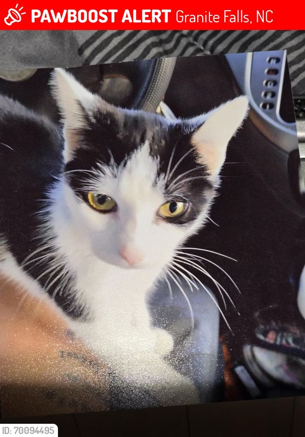 Lost Female Cat last seen Temple hill church road,  dudley shoals road, Granite Falls, NC 28630