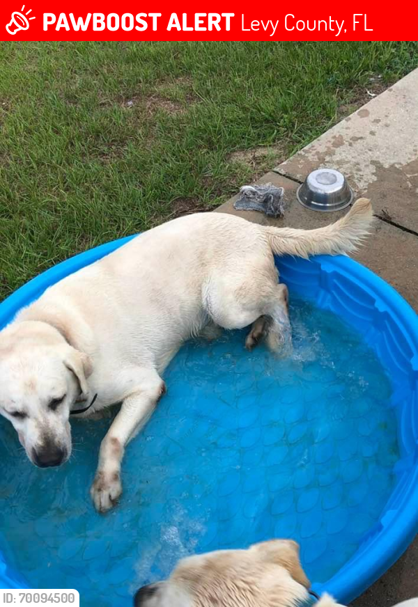 Lost Male Dog last seen Near and NE 20th St Willison, FL, Levy County, FL 32696