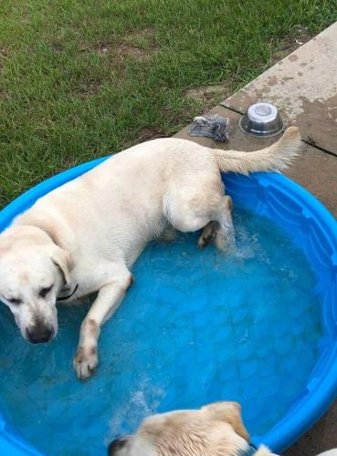 Lost Male Dog last seen Near and NE 20th St Willison, FL, Levy County, FL 32696