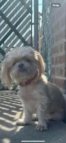 Lost Female Dog last seen 63rd pl and major ave , Chicago, IL 60638