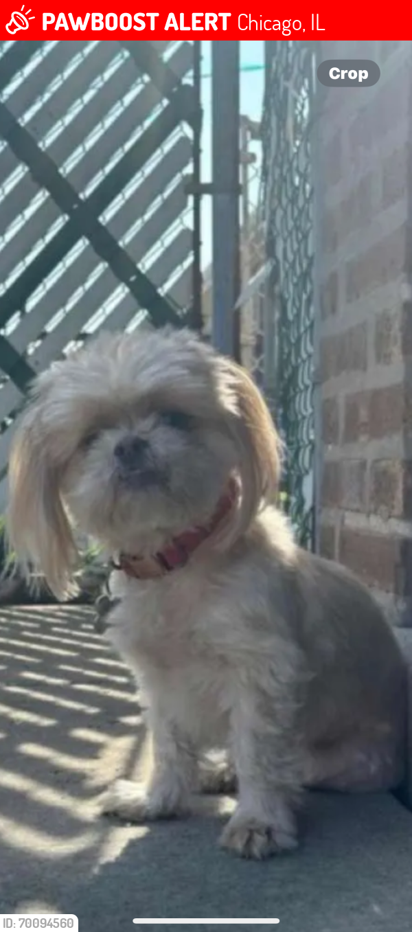 Lost Female Dog last seen 63rd pl and major ave , Chicago, IL 60638