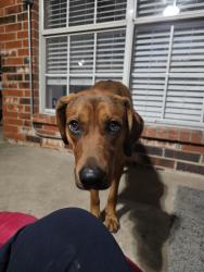Reunited Male Dog last seen Fm 740 and 548, Forney, TX 75126