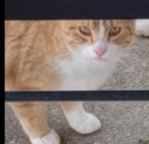 Lost Male Cat last seen Lakemore Village , Logan, OH 43138
