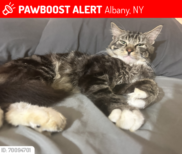 Lost Male Cat last seen Elk st, Albany, NY 12206