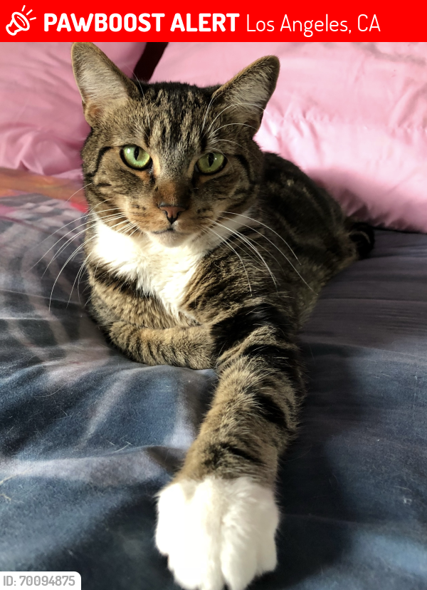 Lost Male Cat last seen Wilshire and Comstock, Los Angeles, CA 90024