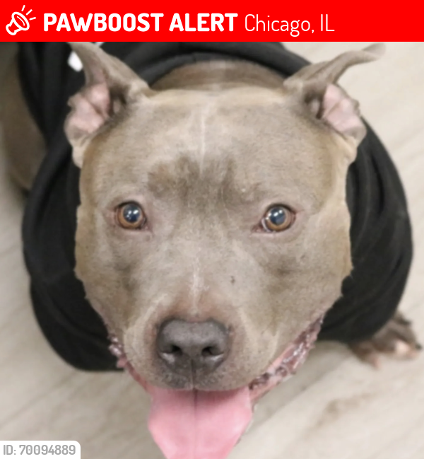 Lost Male Dog last seen E 59th & Michigan , Chicago, IL 60637