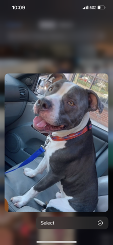 Lost Male Dog last seen Near redthorn rd, Baltimore, MD 21201