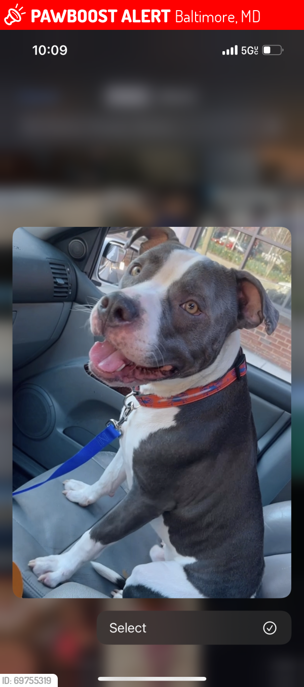 Lost Male Dog last seen Near redthorn rd, Baltimore, MD 21201