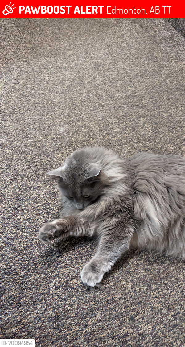 Lost Female Cat last seen Just outside the hses, Edmonton, AB T6T