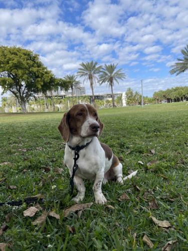 Lost Male Dog last seen 9th and 64th, Miami, FL 33150