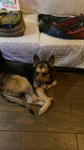 Lost Male Dog last seen Imperial And north of oceanview between 38th and 39th, San Diego, CA 92113