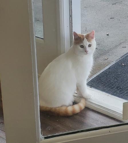 Lost Male Cat last seen King Canary, Mooresville, NC 28117