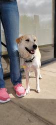 Lost Female Dog last seen Basswood and Bluemound Road, Saginaw, TX 76131