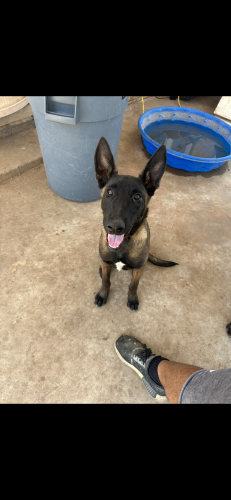 Lost Male Dog last seen In between university and Ave Q, Lubbock, TX 79411
