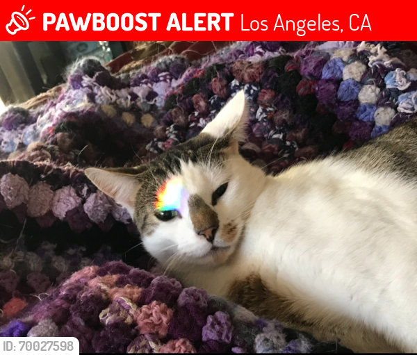 Lost Male Cat last seen In the Gardens San Pedro , Los Angeles, CA 90732