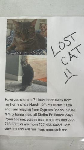 Lost Male Cat last seen Stellar Brilliance Way, Odessa, FL 33558