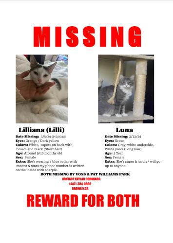 Lost Female Cat last seen  Vons and Pat Williams park or West side of Brawley, Brawley, CA 92227