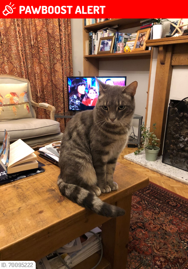 Lost Male Cat last seen Broomfield Park, Greater London, England N13 4NN