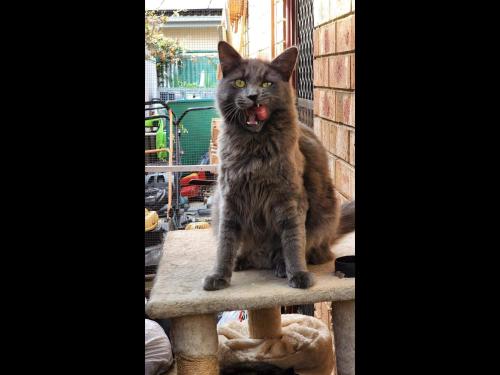 Lost Male Cat last seen Henley Beach Rd/Tapleys Hill Rd, Fulham, SA 5024