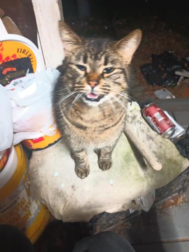 Lost Female Cat last seen Lakeview Dr, Carriere, MS 39426